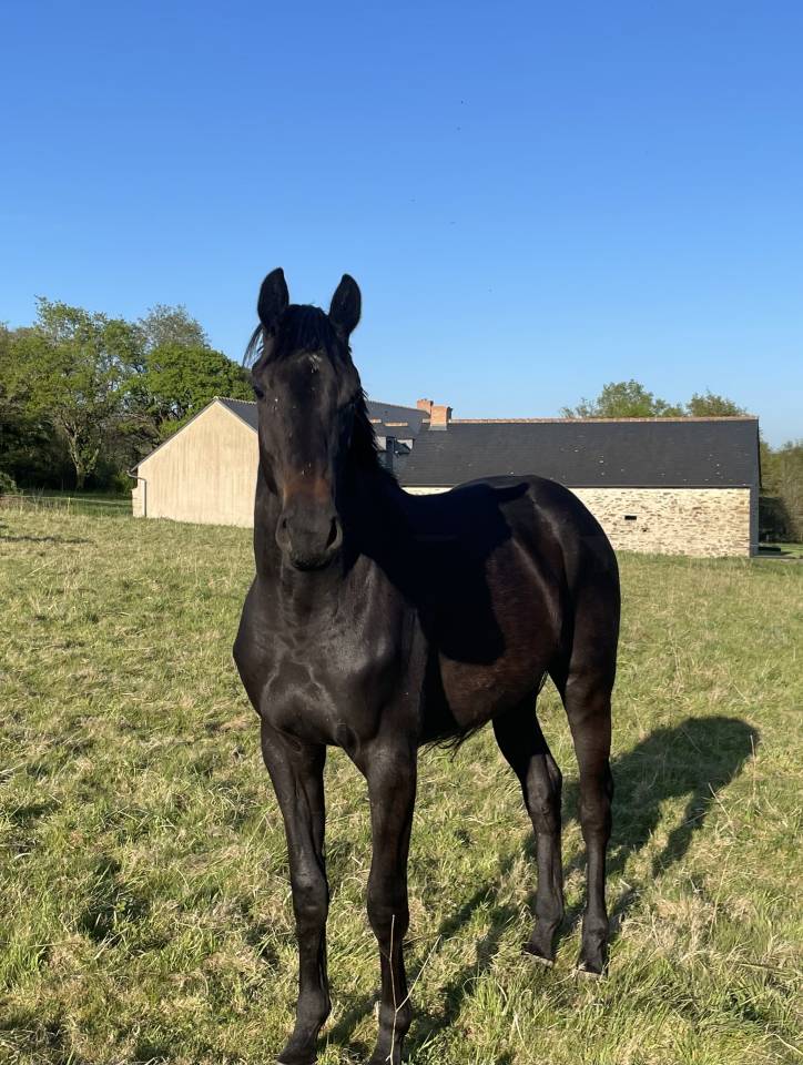 Cavalla Sella Francese In vendita 2023 Baio scuro ,  HEROE DE CAFENY