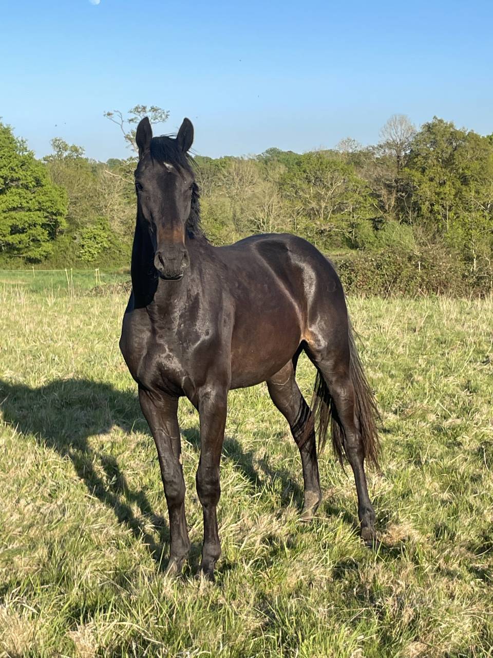 Cavalla Sella Francese In vendita 2023 Baio scuro ,  HEROE DE CAFENY