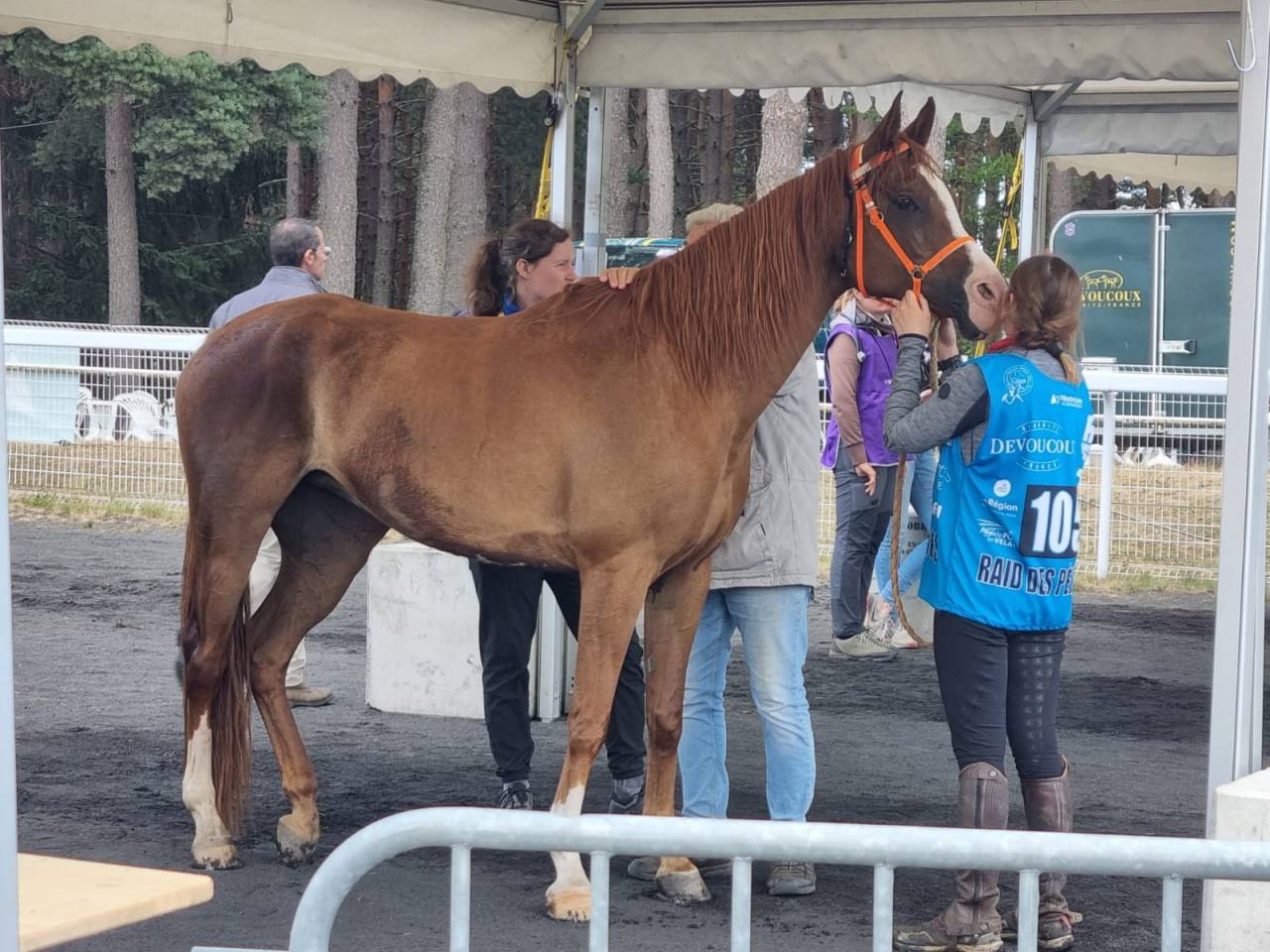Cavalla Arabo In vendita 2016 Sauro ,  Valmysic de la rotja
