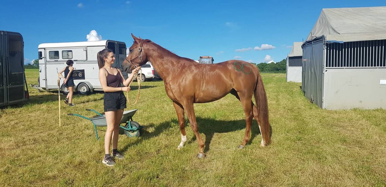 Cavalla Arabo In vendita 2016 Sauro ,  Valmysic de la rotja
