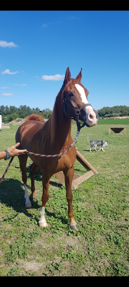 Cavalla Arabo In vendita 2016 Sauro ,  Valmysic de la rotja