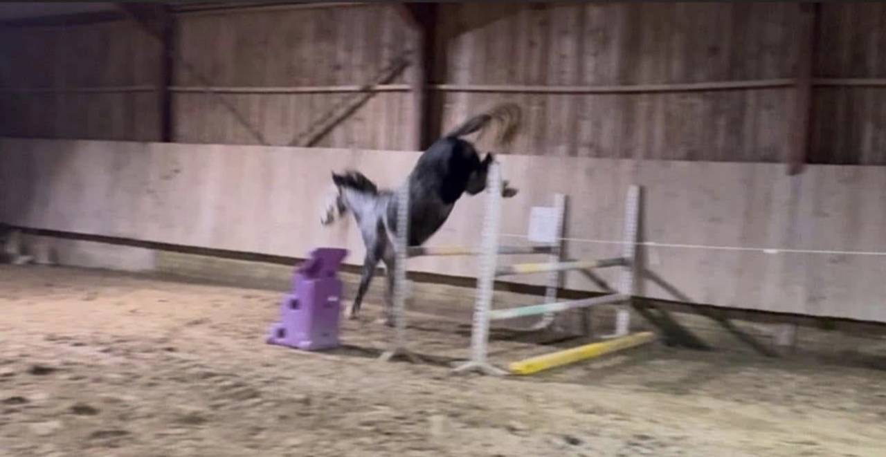 Cavalla Zangersheide In vendita 2000 Grigio ,  Columbus Z