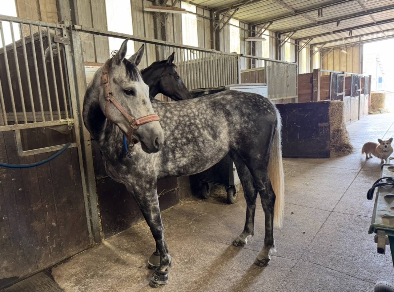 Cavalla Zangersheide In vendita 2000 Grigio ,  Columbus Z