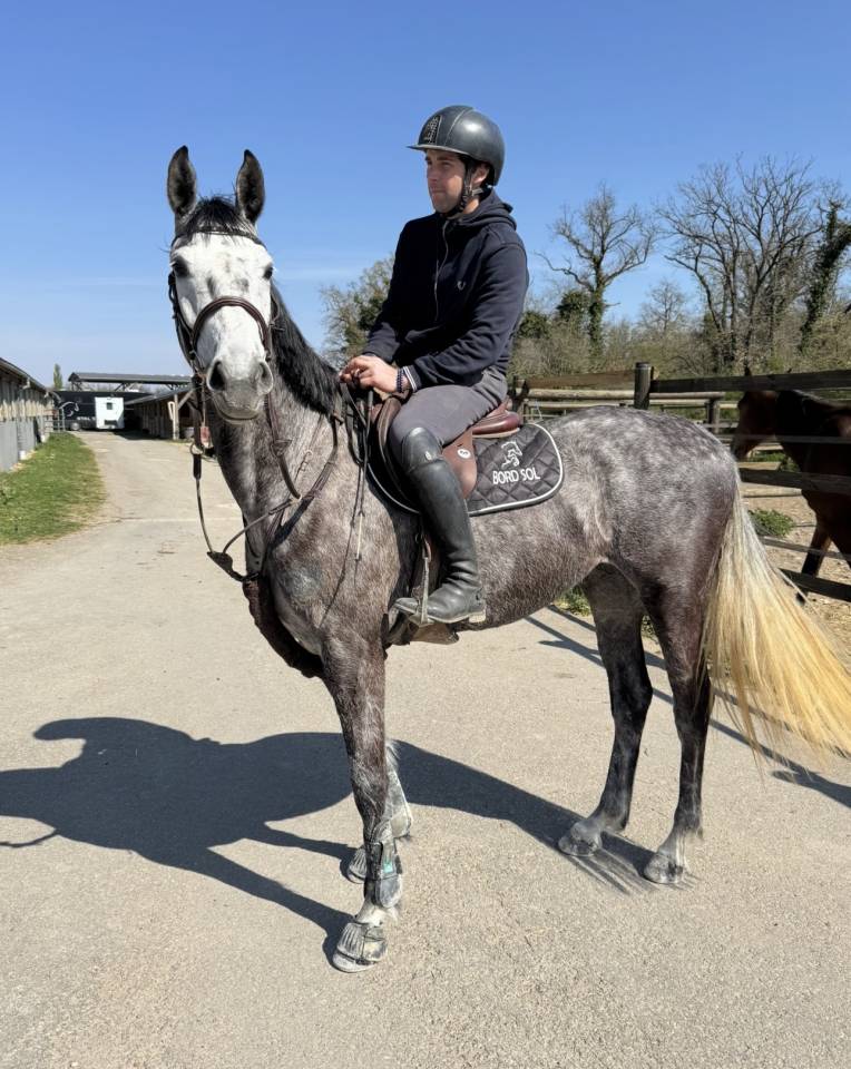 Cavalla Zangersheide In vendita 2000 Grigio ,  Columbus Z