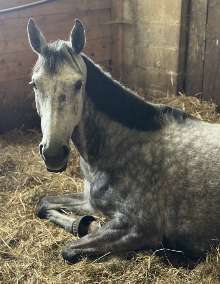 Cavalla Zangersheide In vendita 2000 Grigio ,  Columbus Z