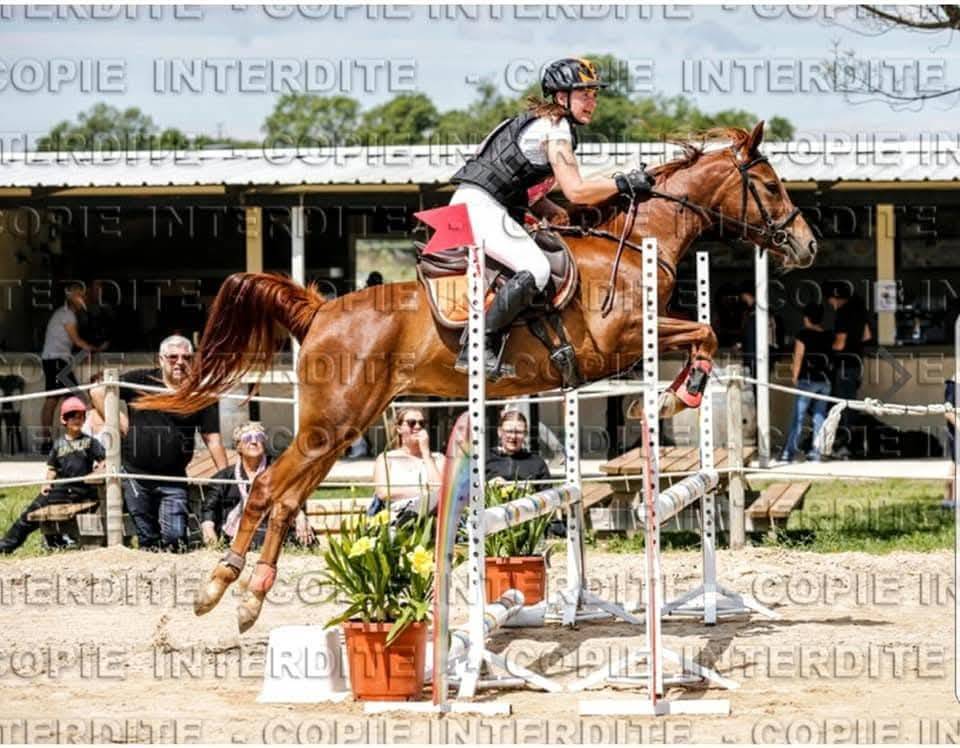 Cavalla Altre Razze di Pony In vendita 2014 Sauro ,  Oslo des ch&ecirc;nes