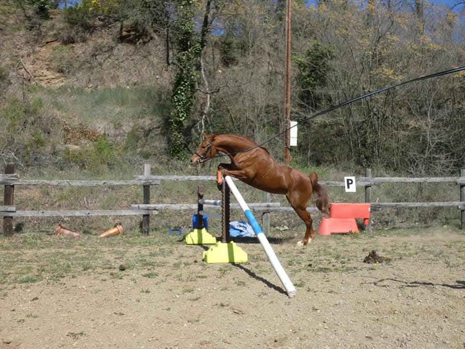 Cavalla Altre Razze di Pony In vendita 2014 Sauro ,  Oslo des ch&ecirc;nes