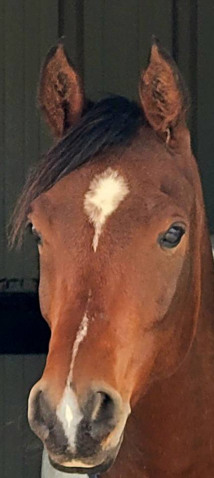 Castrone Purosangue Arabo In vendita 2020 Baio