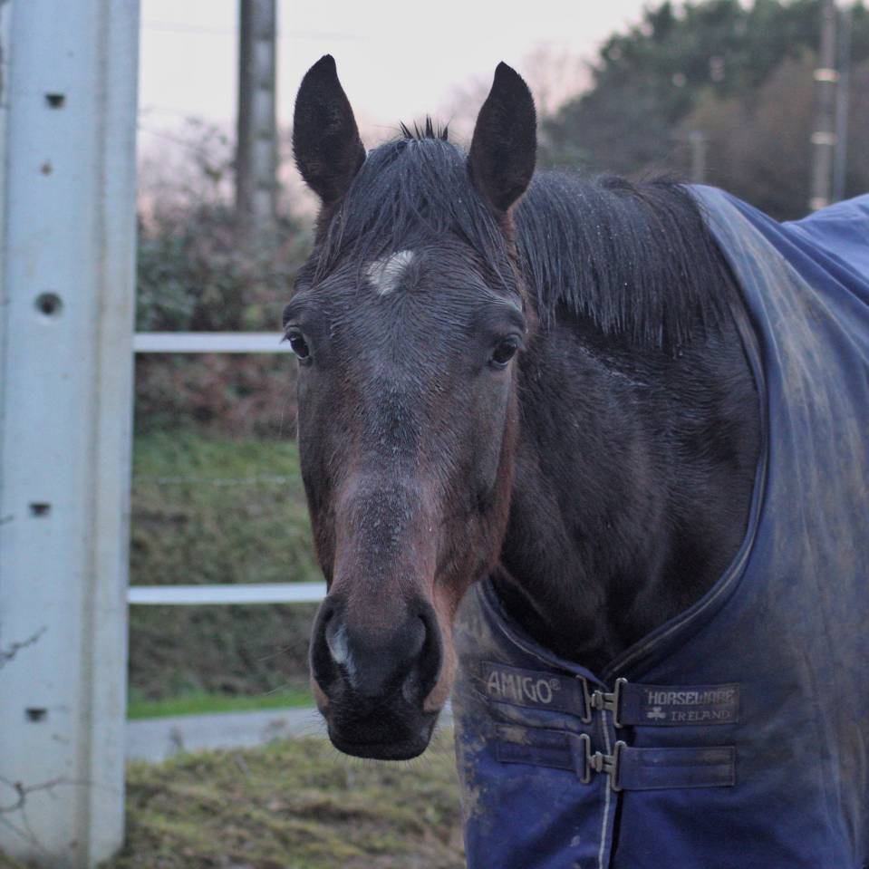 Castrone AQPS Mezza-Pensione 2021 Baio scuro