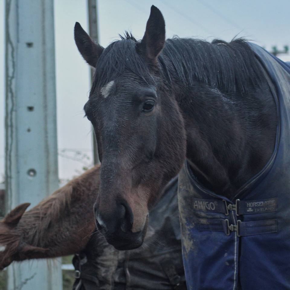 Castrone AQPS Mezza-Pensione 2021 Baio scuro