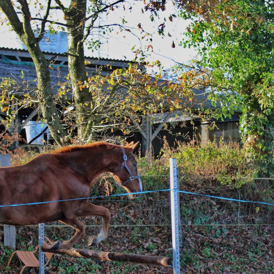 Castrone Purosangue Inglese In vendita 2020 Sauro