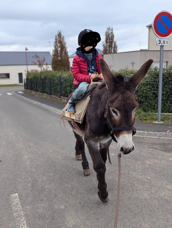 Asno Altre Razze di Asini In vendita 2025 Altro colore