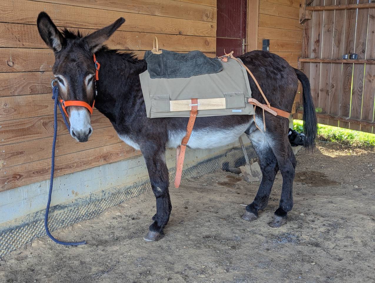 Asno Altre Razze di Asini In vendita 2025 Altro colore