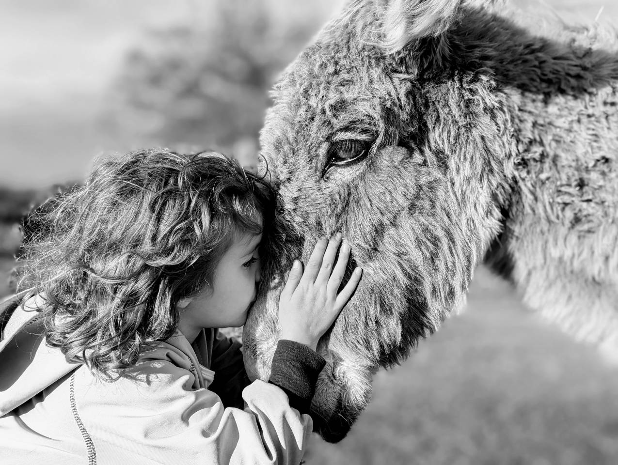 Asno Altre Razze di Asini In vendita 2025 Altro colore