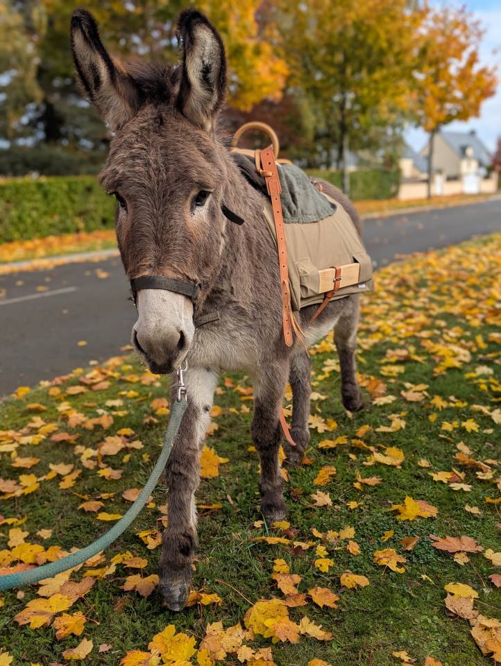 Asno Altre Razze di Asini In vendita 2025 Altro colore