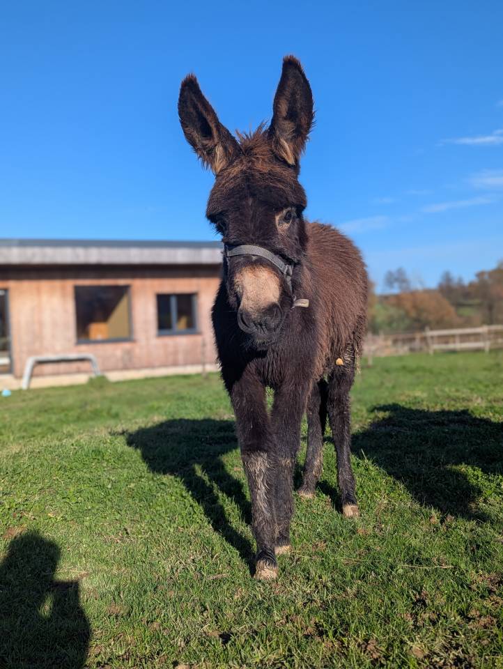 Asno Altre Razze di Asini In vendita 2025 Altro colore