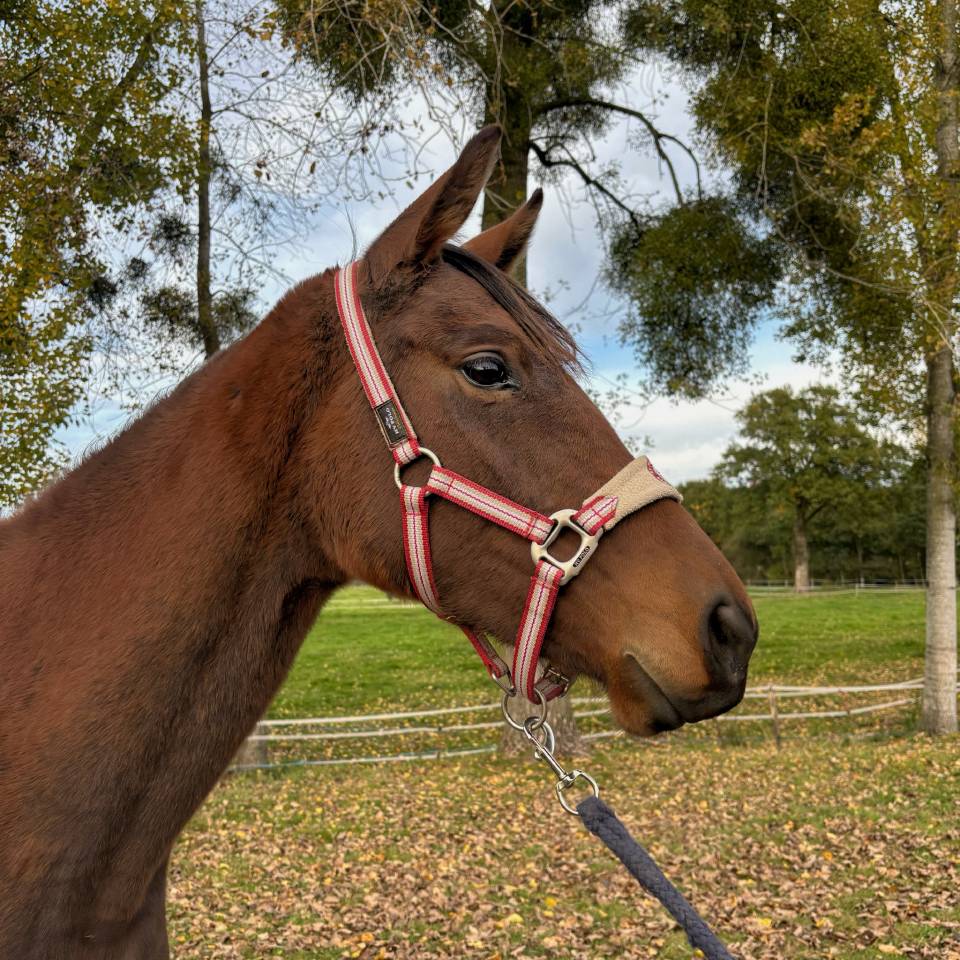 Cavalla AQPS In vendita 2023 Baio