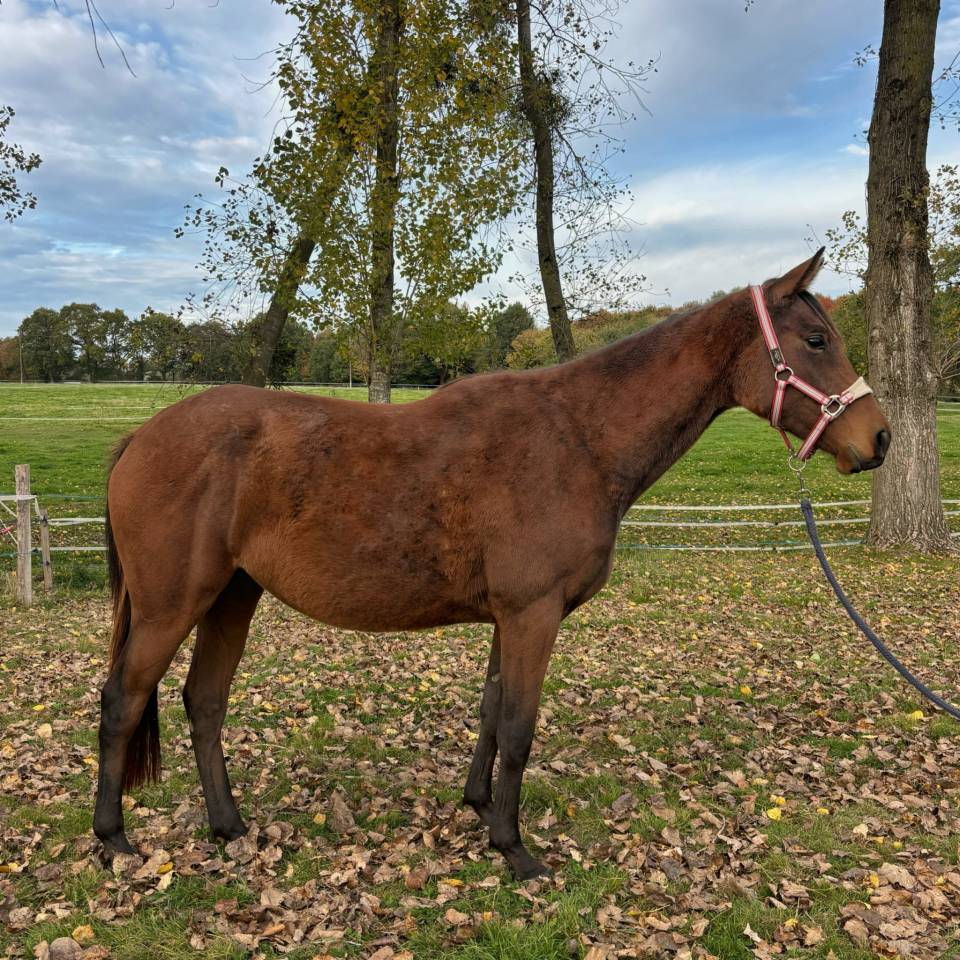 Cavalla AQPS In vendita 2023 Baio