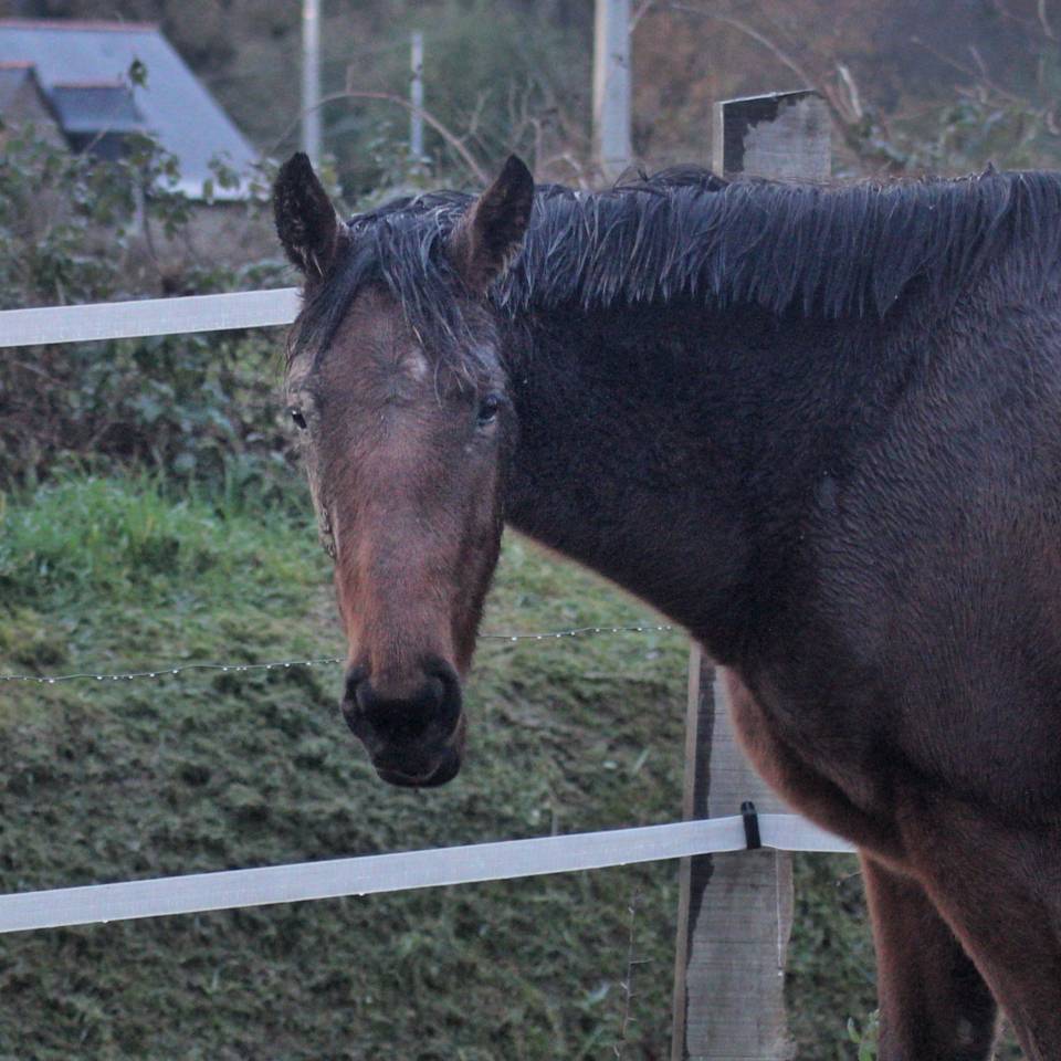 Cavalla AQPS In vendita 2023 Baio