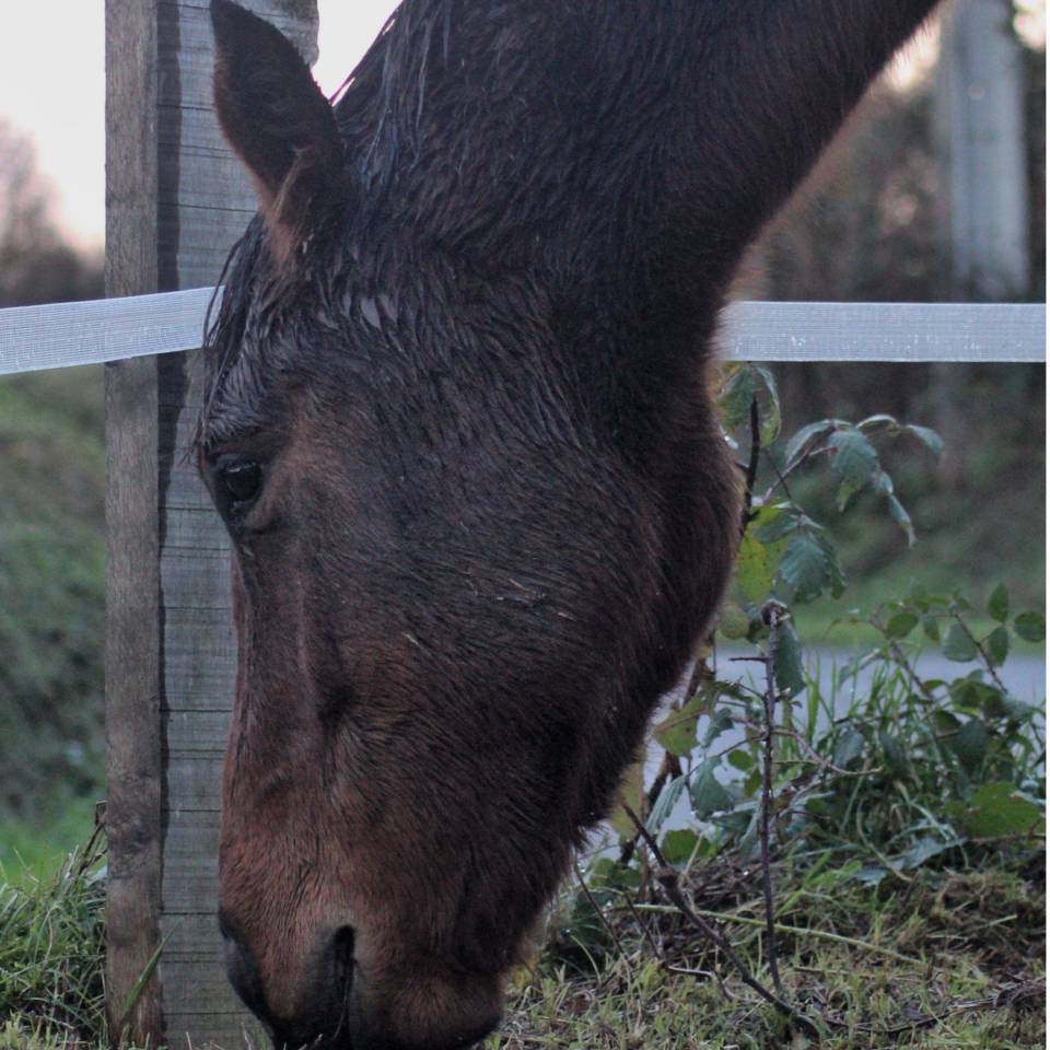 Cavalla AQPS In vendita 2023 Baio