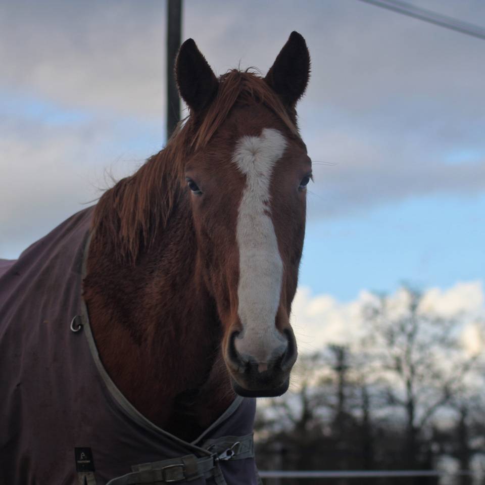 Castrone Purosangue Inglese In vendita 2023 Sauro