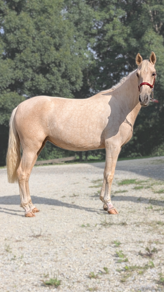 Cavalla PRE Andaluso In vendita 2023 Palomino ,  TREMENDO JL