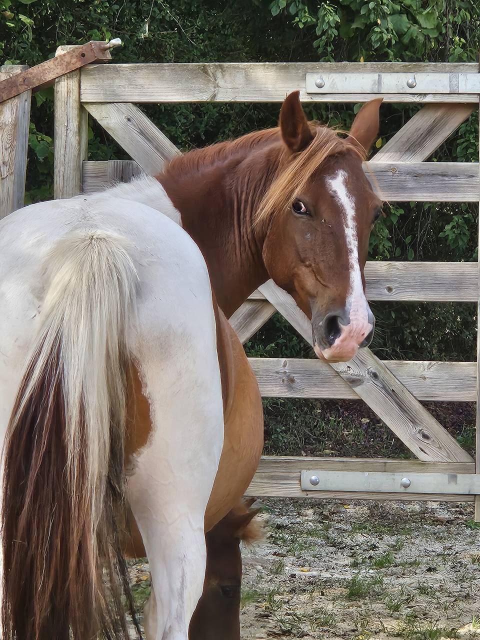 Fattrice Origine non conosciuta  In vendita 2019 Pezzato