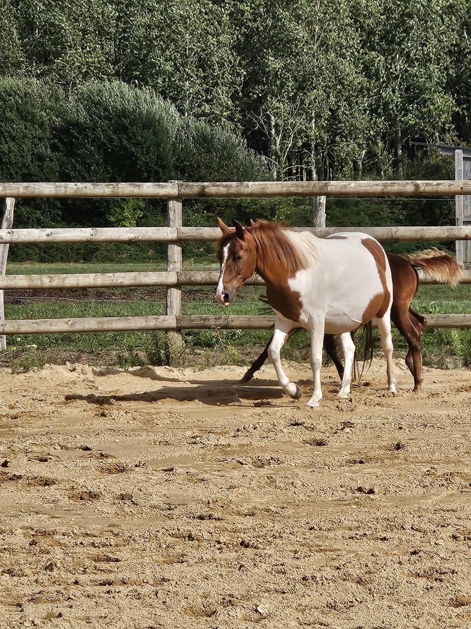 Fattrice Origine non conosciuta  In vendita 2019 Pezzato