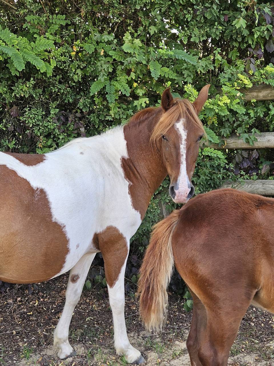 Fattrice Origine non conosciuta  In vendita 2019 Pezzato