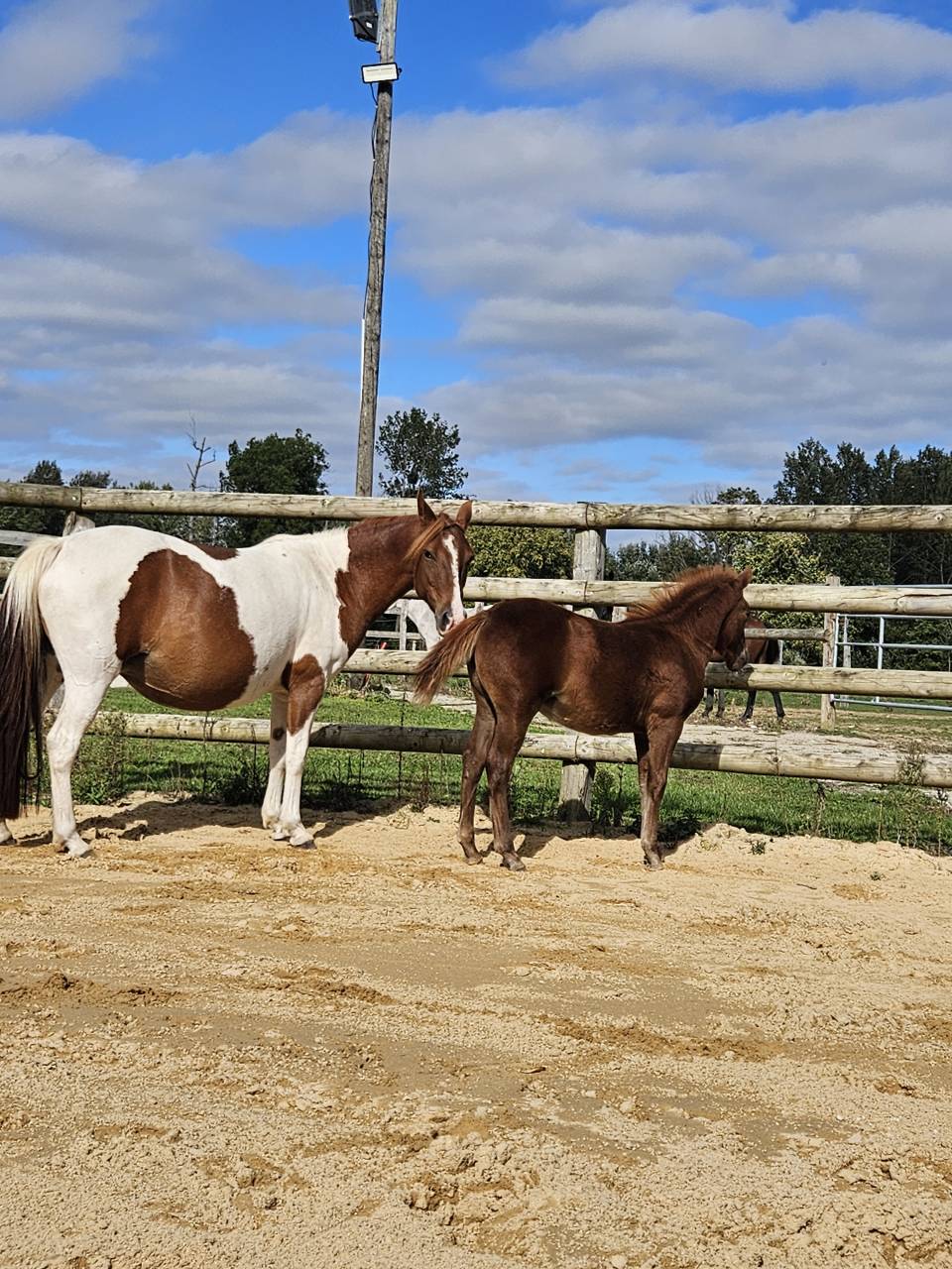 Fattrice Origine non conosciuta  In vendita 2019 Pezzato