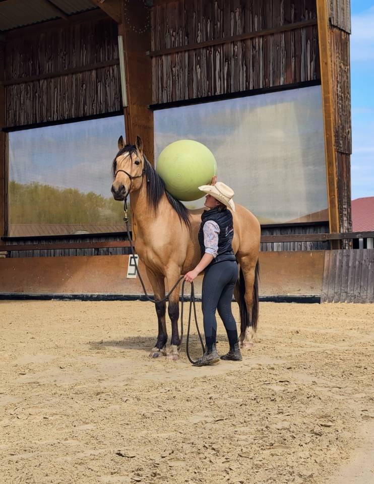 Castrone PRE Andaluso In vendita 2021 Isabella