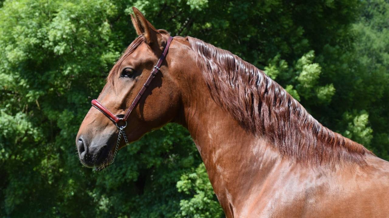 Intero PRE Andaluso In vendita 2022 Sauro ,  CAPRICHOSO MANGO