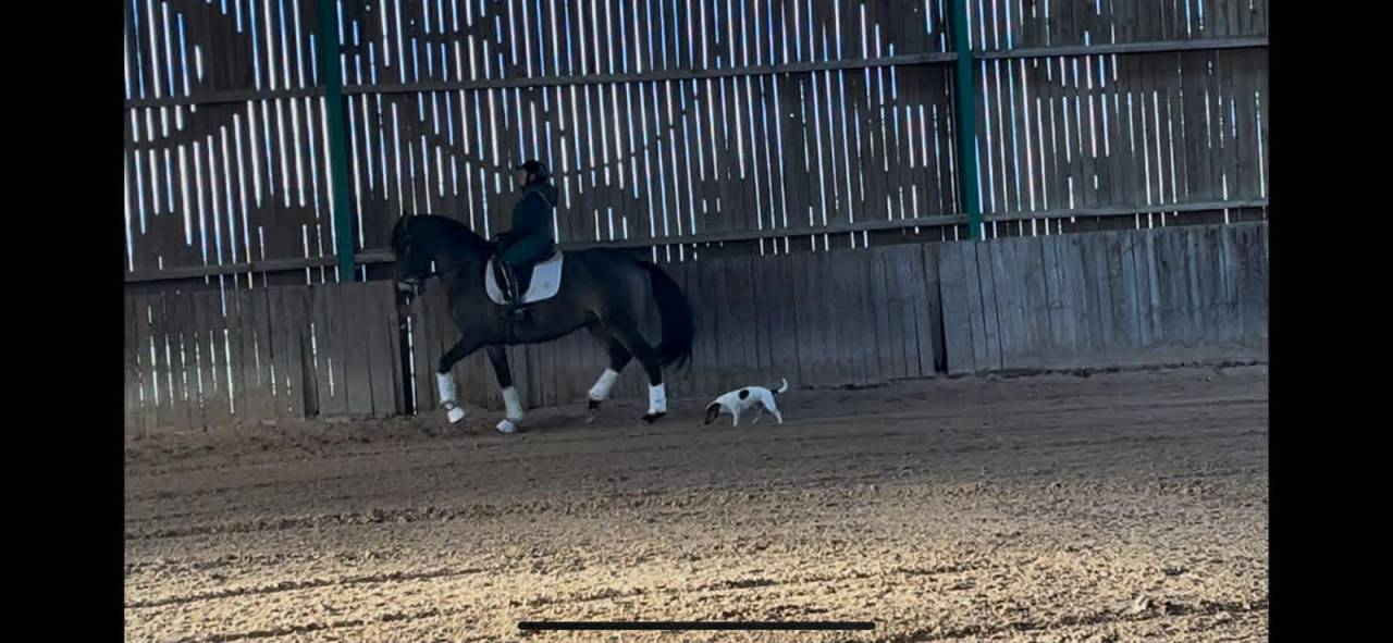 Castrone Lusitano In vendita 2018 Isabella