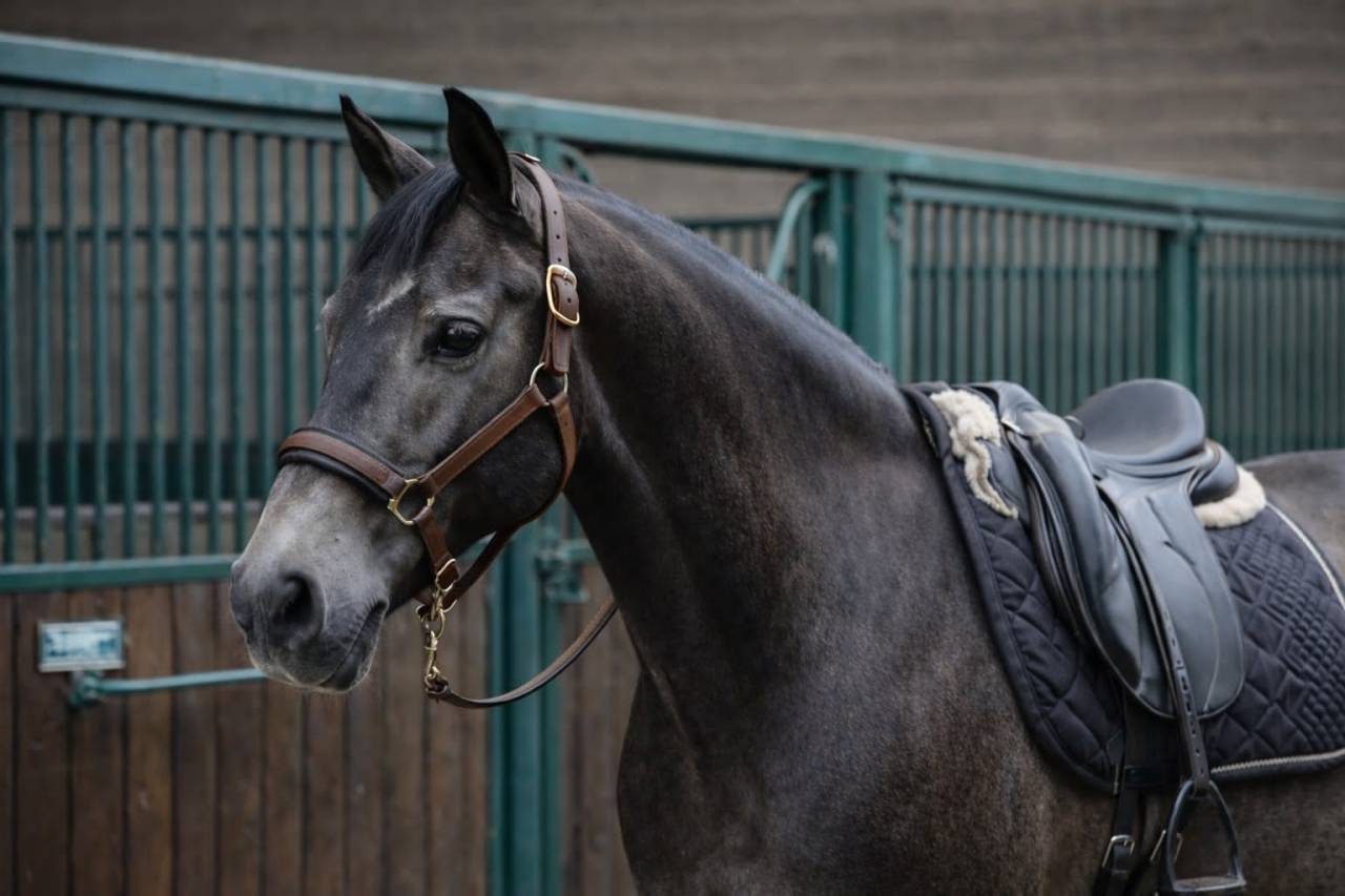 Castrone Lusitano In vendita 2018 Isabella