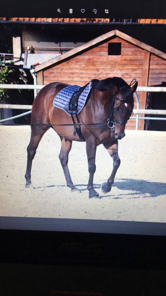 Castrone Purosangue Irlandese In vendita 2013 Baio