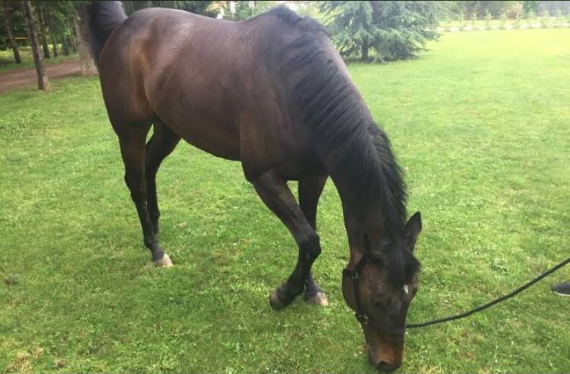 Castrone Purosangue Irlandese In vendita 2013 Baio