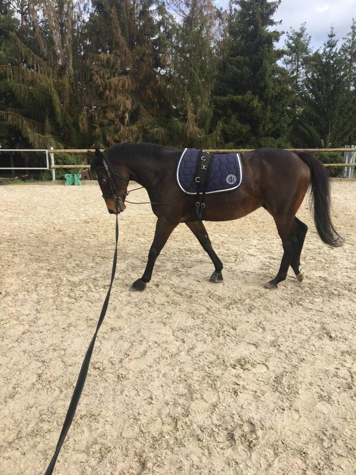 Castrone Purosangue Irlandese In vendita 2013 Baio