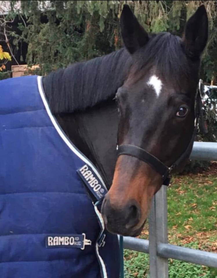 Castrone Purosangue Irlandese In vendita 2013 Baio