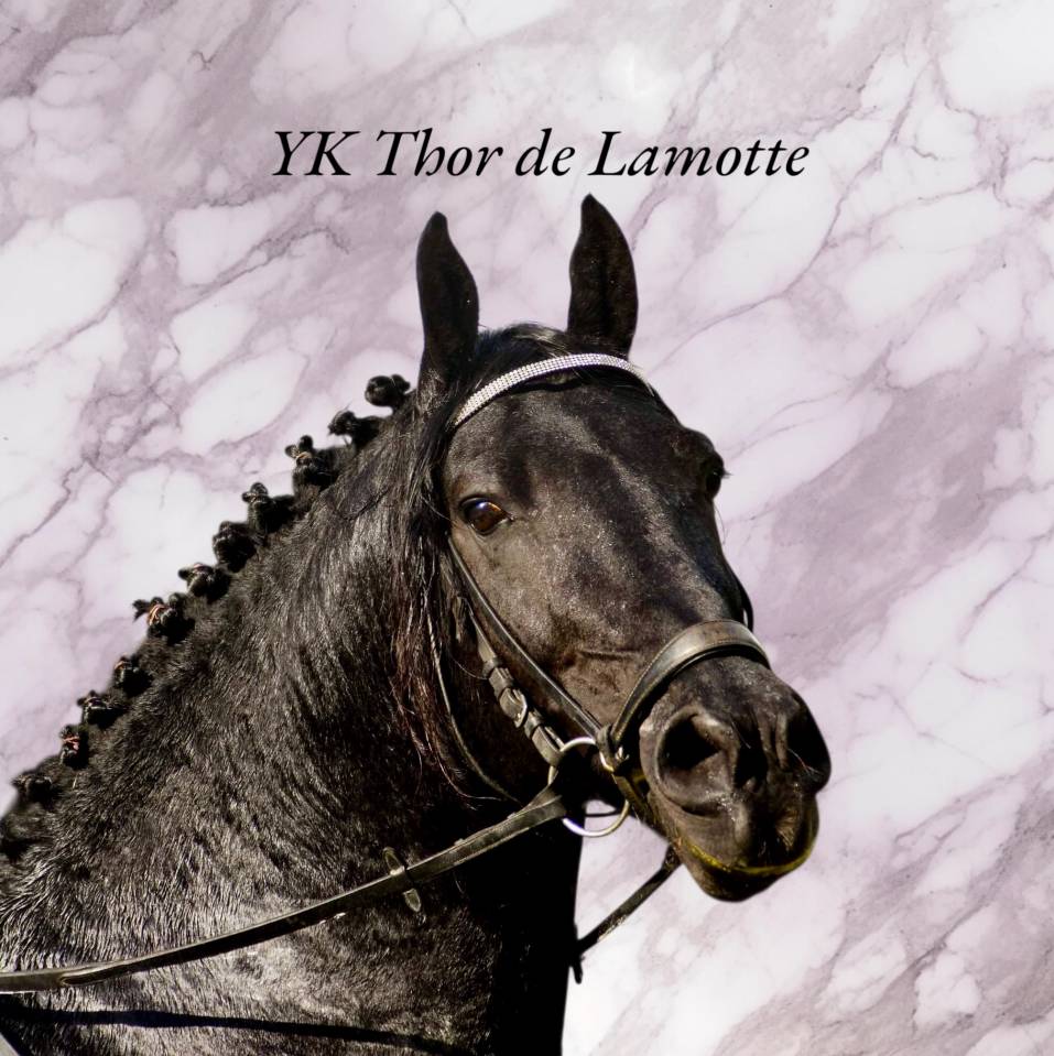 Puledro Arabo Frisone In vendita 2025 Nero ,  Un Thor de lamotte