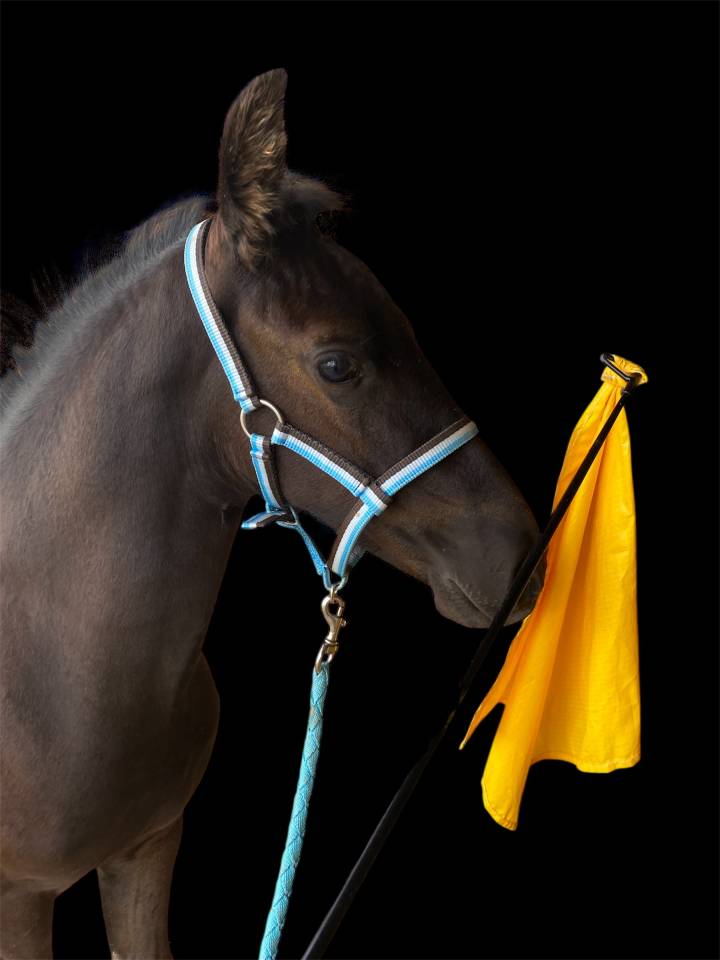 Puledro Arabo Frisone In vendita 2025 Nero ,  Un Thor de lamotte