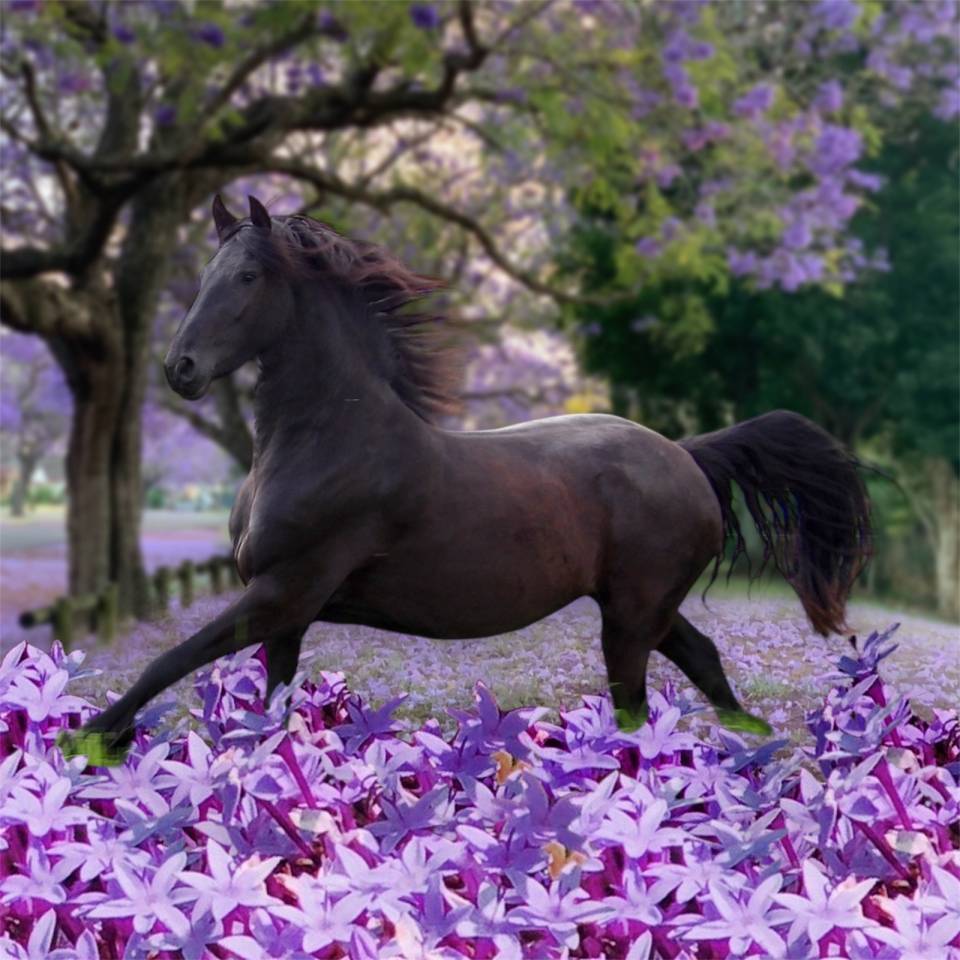 Puledro Arabo Frisone In vendita 2025 Nero ,  Un Thor de lamotte