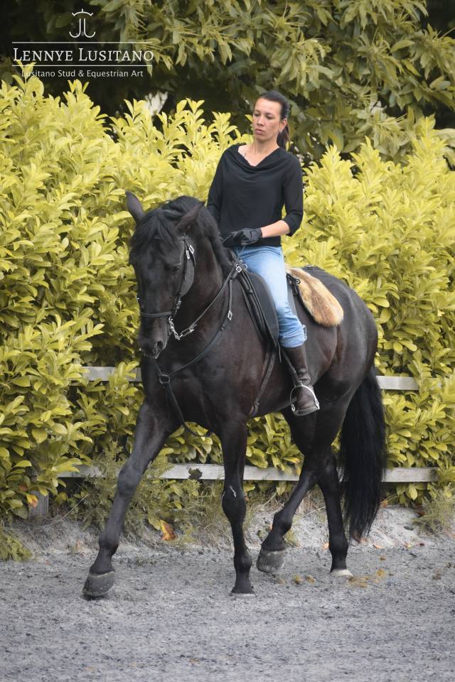 Stallone Lusitano In vendita 2017 Nero ,  Athos BF