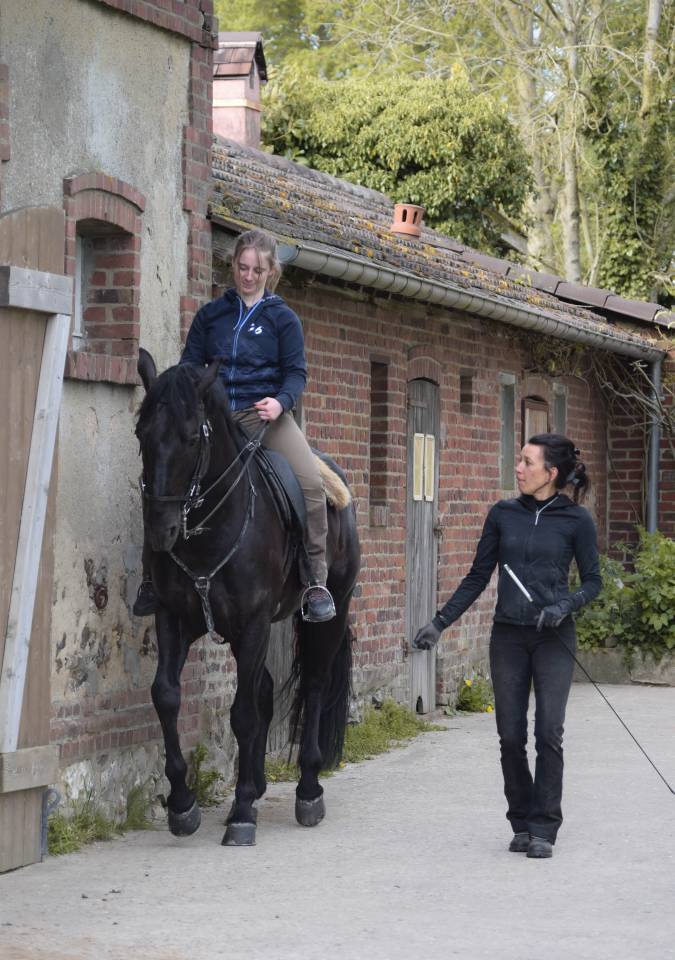 Stallone Lusitano In vendita 2017 Nero ,  Athos BF