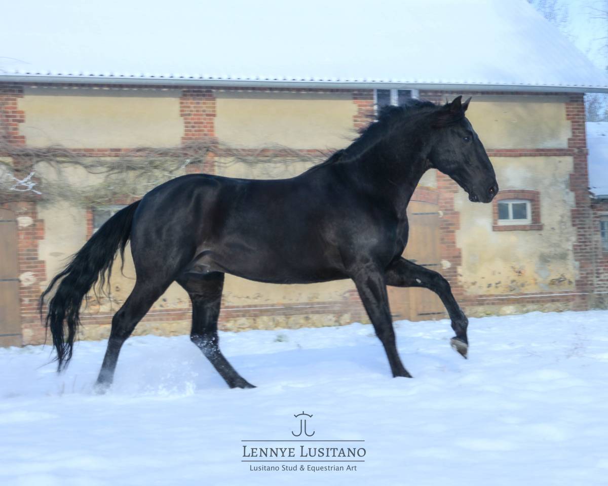 Stallone Lusitano In vendita 2017 Nero ,  Athos BF