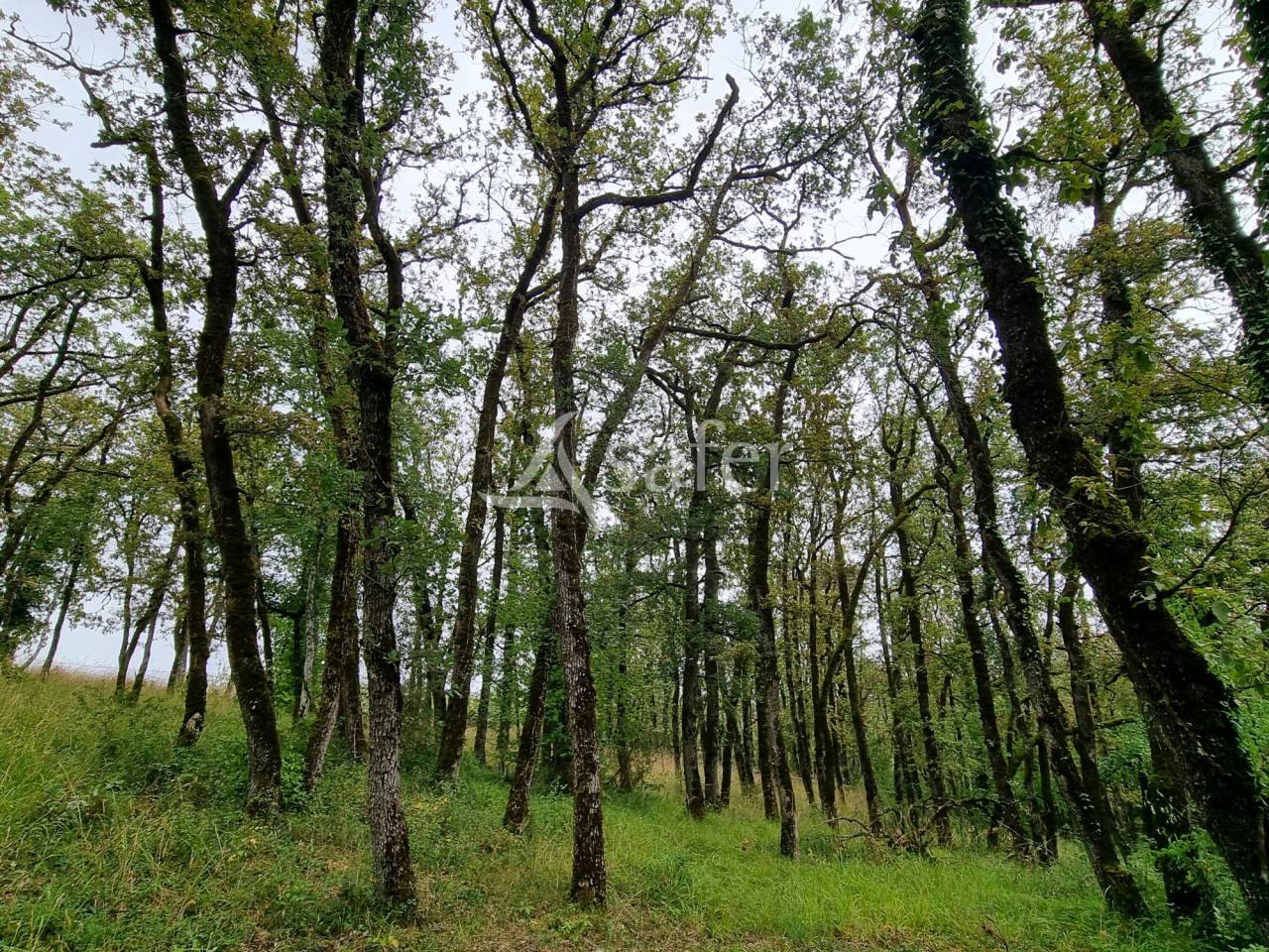 Azienda agricola In vendita Lot