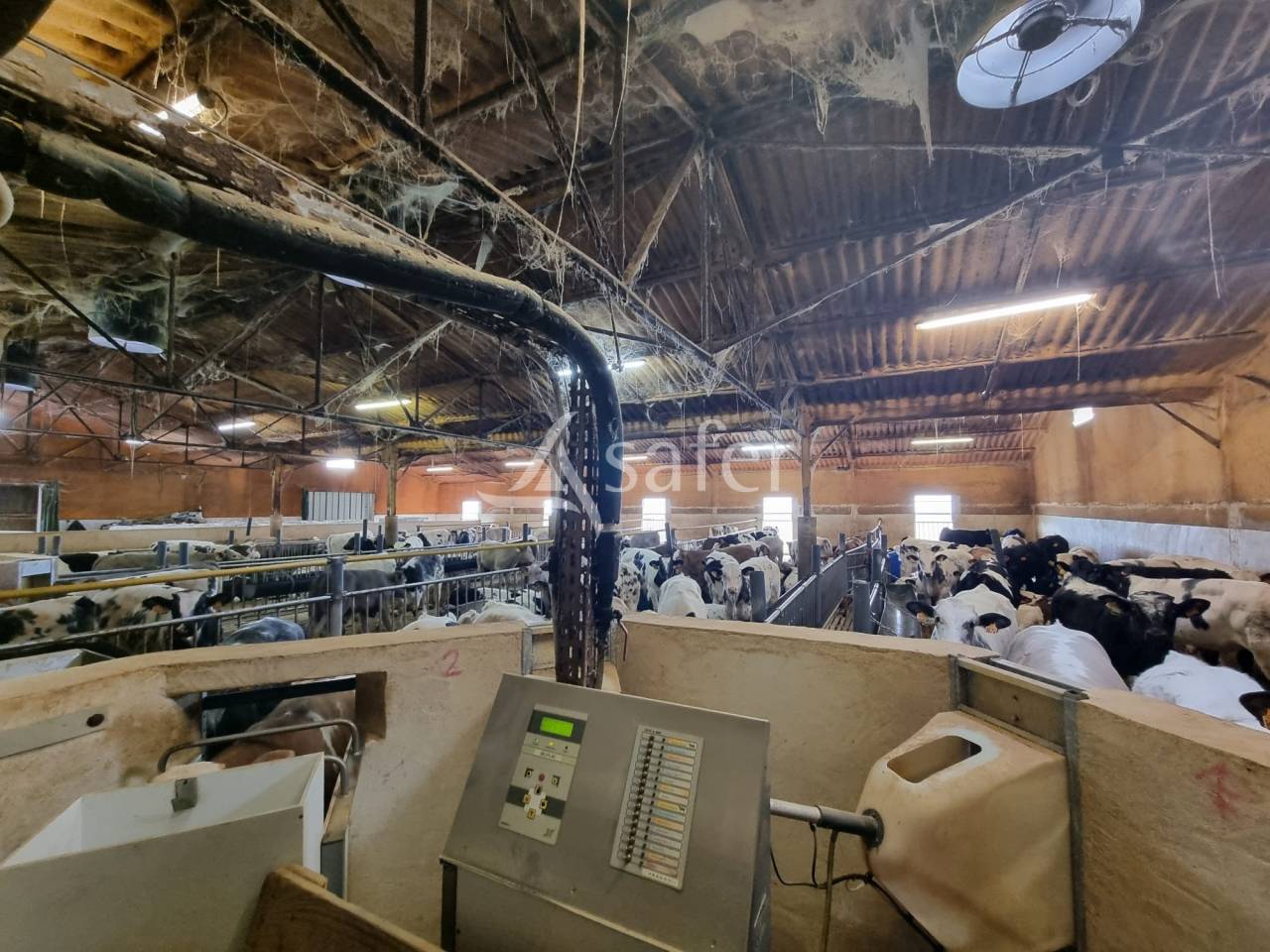 Azienda ovina In vendita Lot