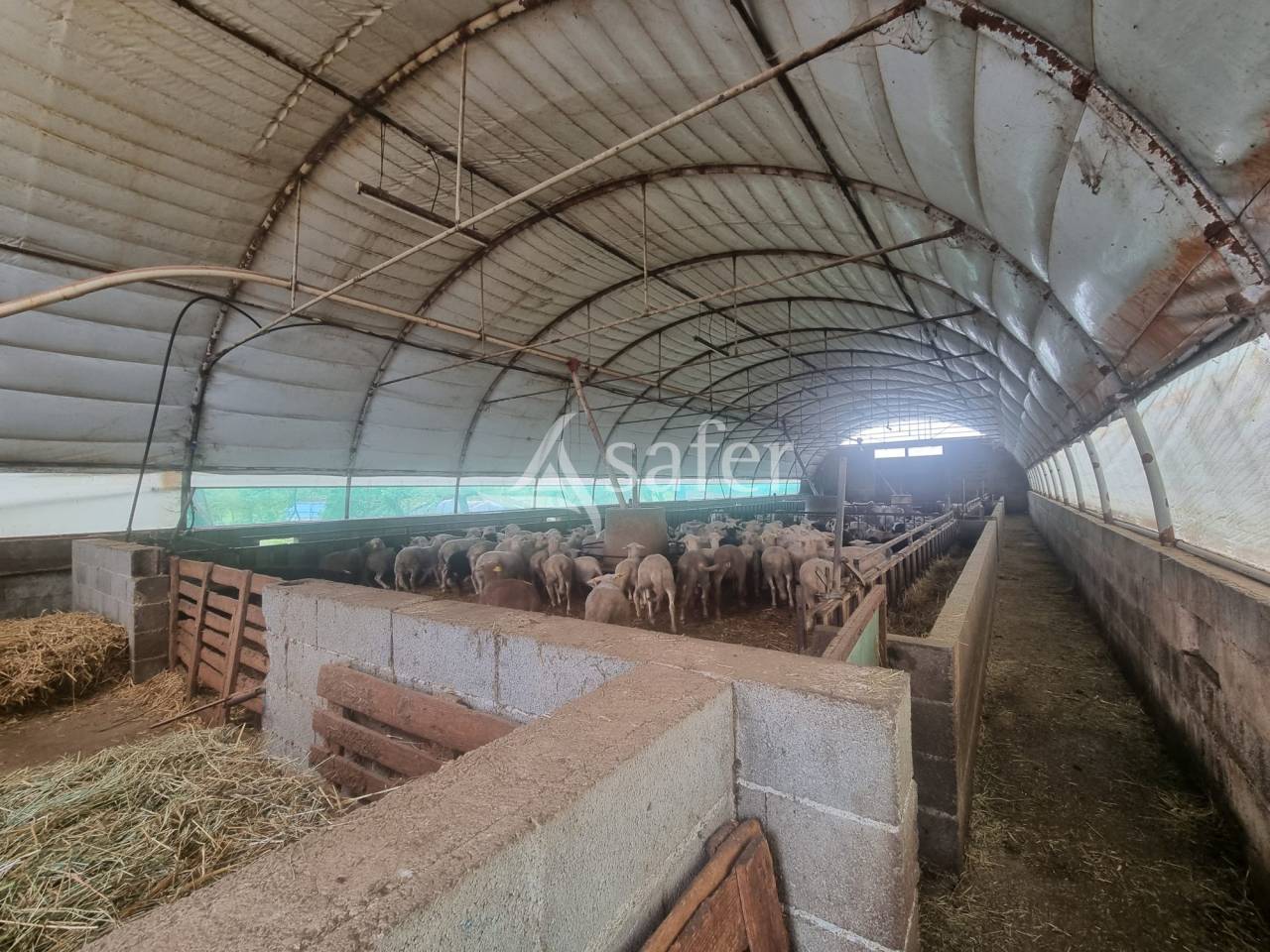 Azienda ovina In vendita Lot