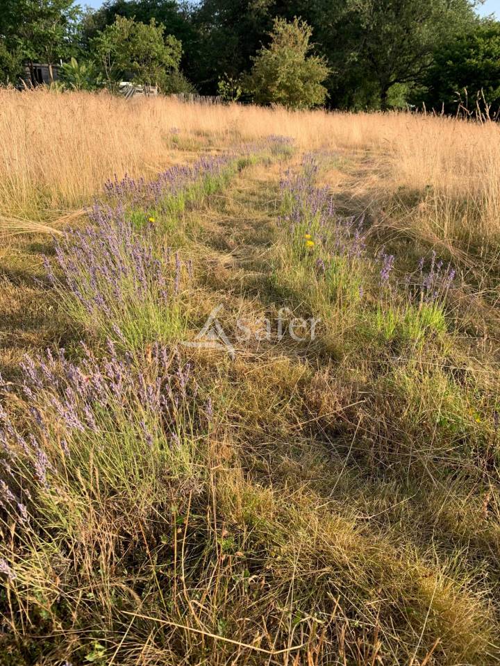 Azienda agricola In vendita Lot