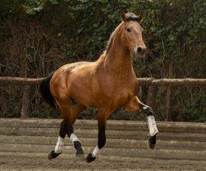 Intero PRE Andaluso In vendita 2022 Baio