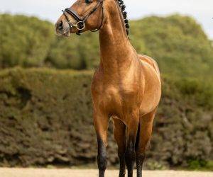 Intero PRE Andaluso In vendita 2022 Baio